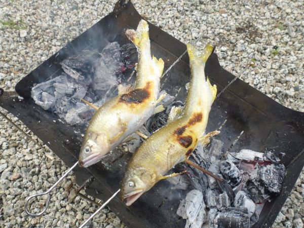焚き火で 鮎の塩焼き 下処理と串打ち 化粧塩 とある関西人の外遊び